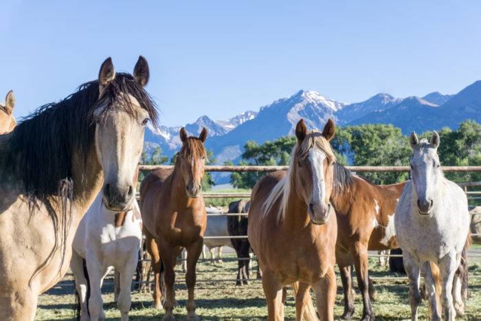 several horses in front of a mountain background