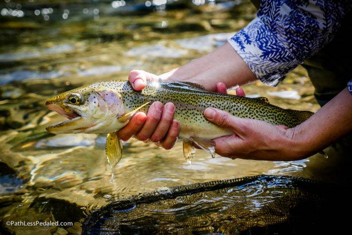 Cutthroat trout