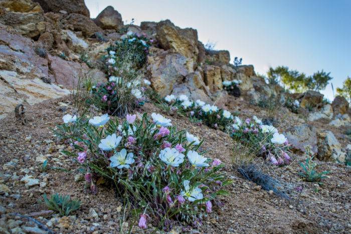 wildflowers along nature trail.