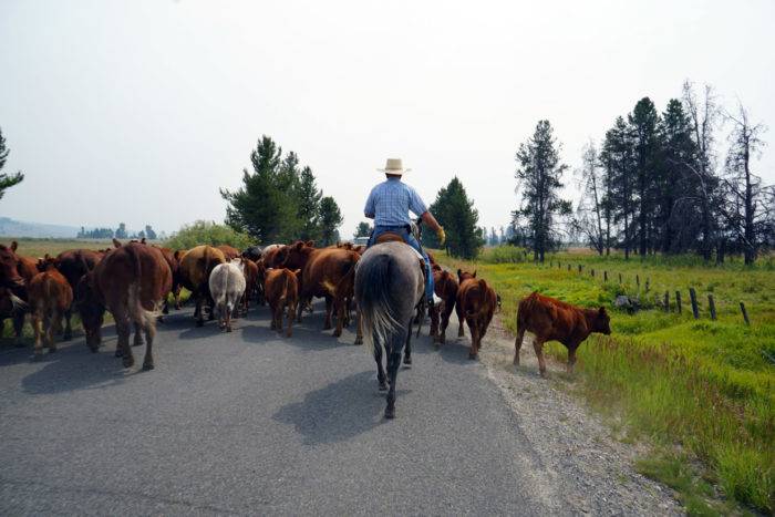 man on horse herding cows