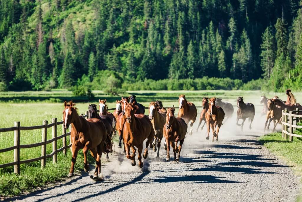 Guided horseback rides at Red Horse Mountain Ranch.