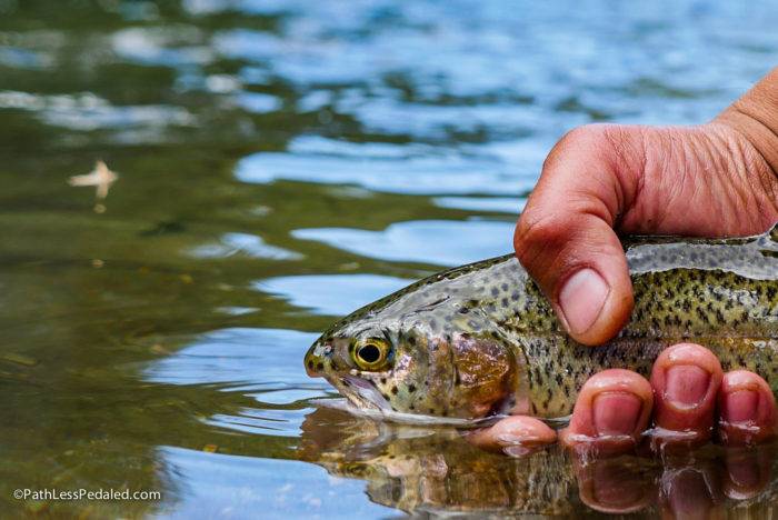 Trout in the big wood river.