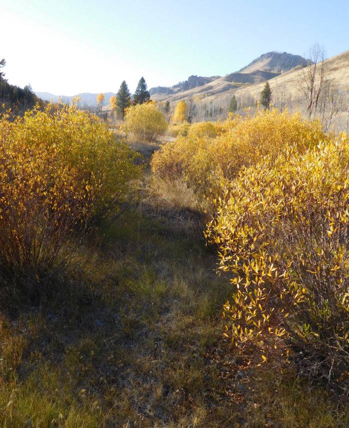 fall colors in a mountain valley