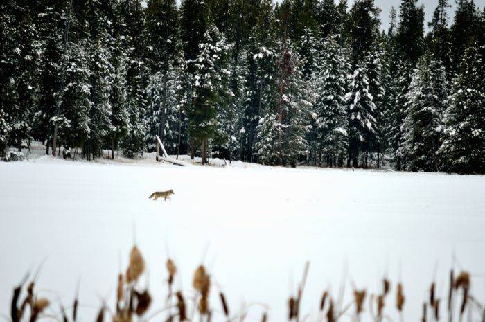 coyote running through the snow