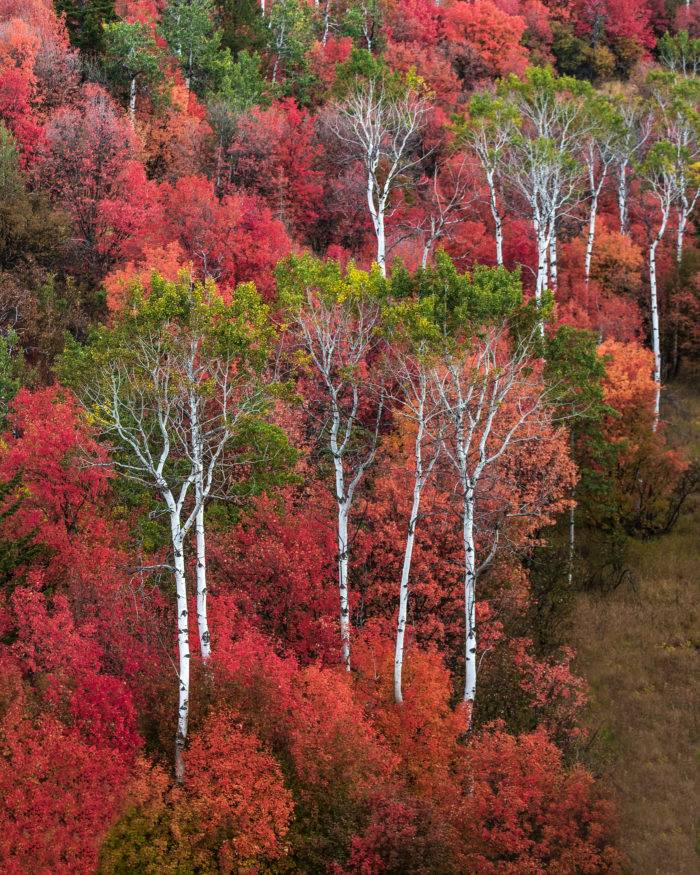 aspen trees with red leaves on the side of a hill