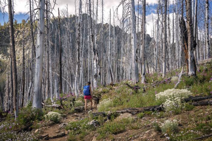 Woman hikes with dog in wildflowers