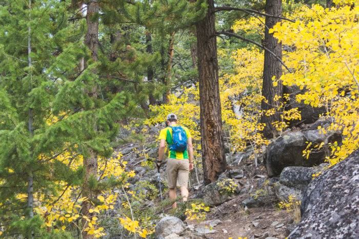 hiker in pine forest and yellow aspen trees