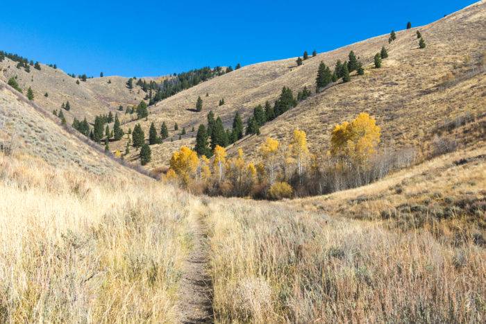 brown grasses and yellow aspen trees along a mountain trail