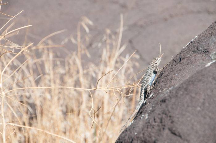 lizard laying in the sun