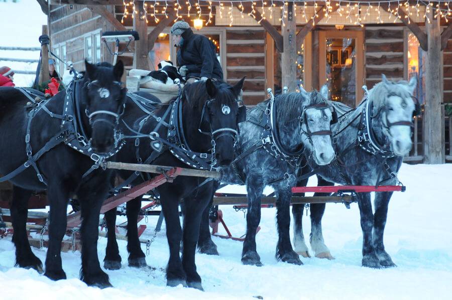 Two matching teams of horses stand ready to pull the sleighs at Linn Canyon Ranch. 