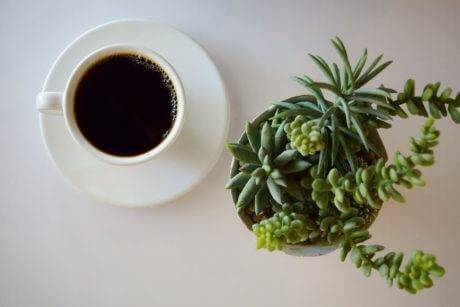 cup of coffee sitting next to a plant