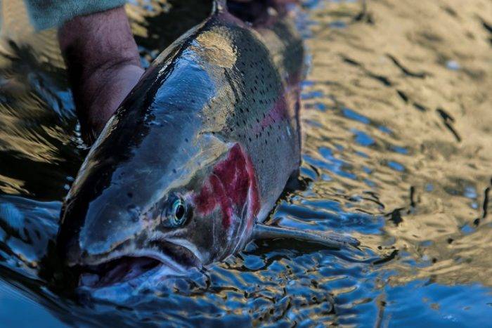 There's just something about a steelhead. Photo Credit: Mountain River Outfitters.