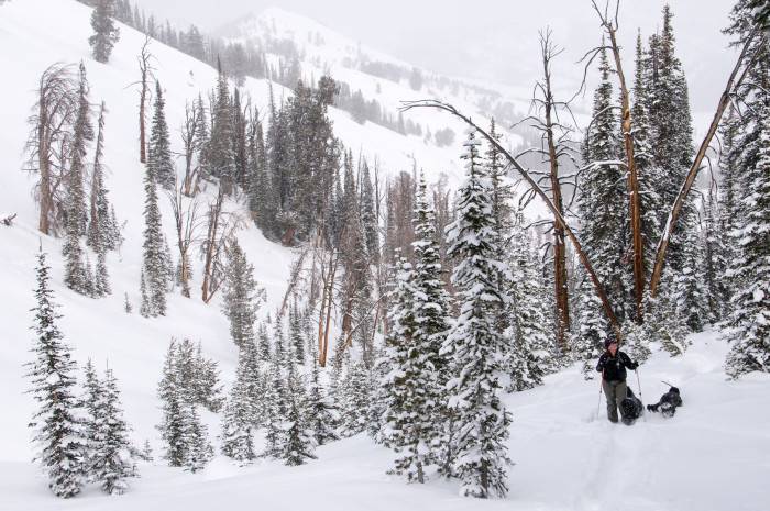 Person snowshoeing an ungroomed powder trail with two happy dogs.