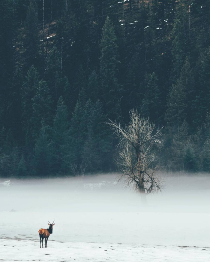 St. Joe River, Idaho. #VisitIdaho Share: @hikester_ 