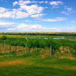 Rows of grape vines beneath a blue sky, with farmland in the distance.