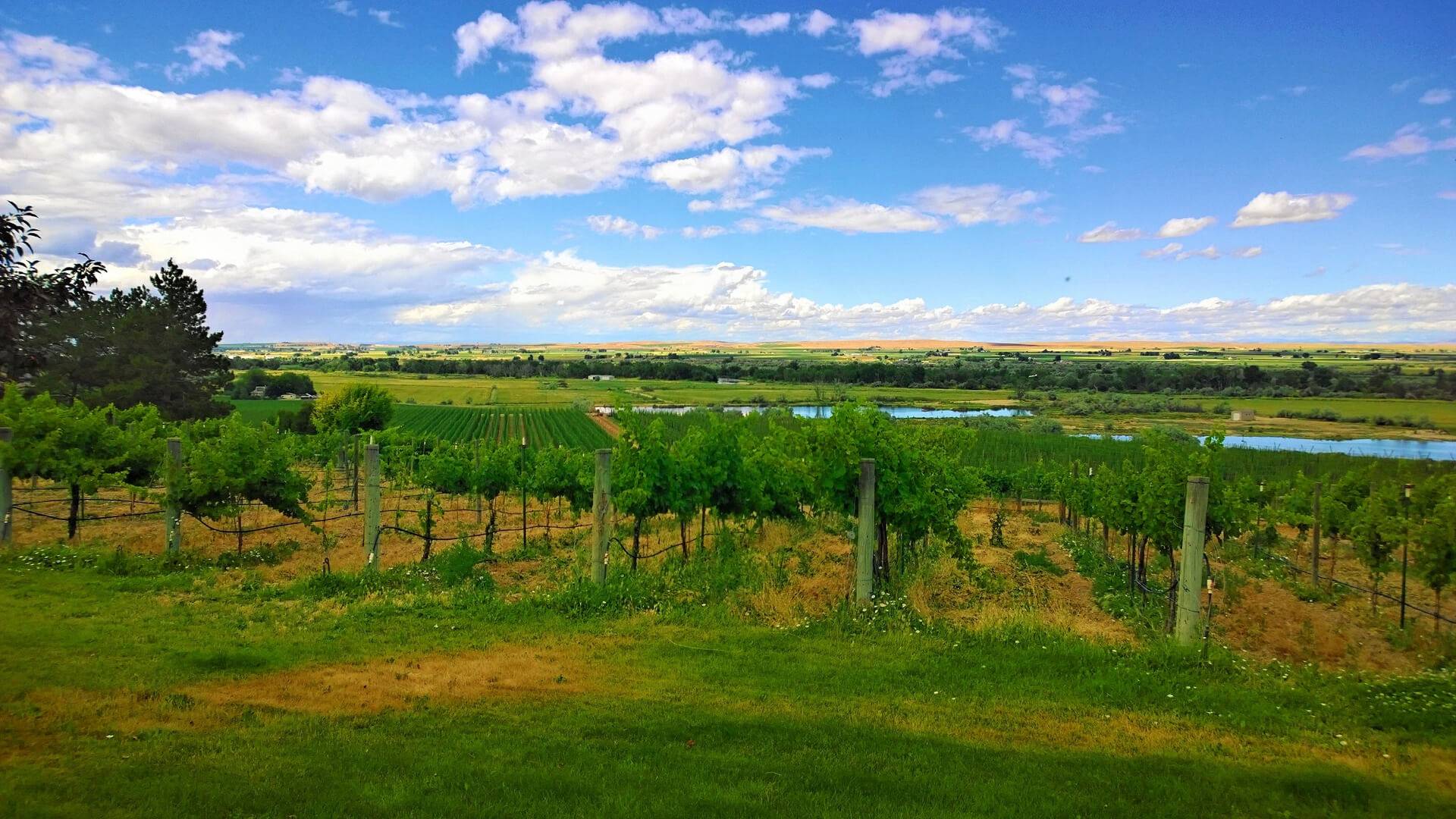 Rows of grape vines beneath a blue sky, with farmland in the distance.