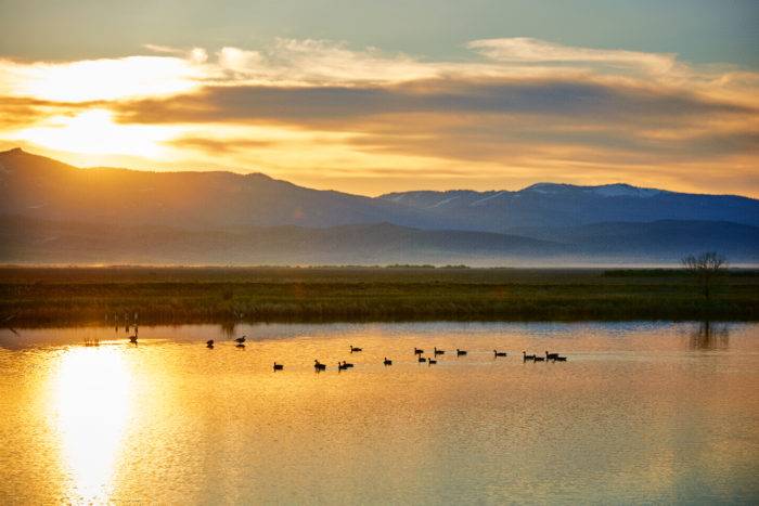 birds sitting on water