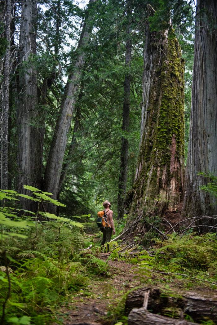 man standing in grove of giant cedar trees