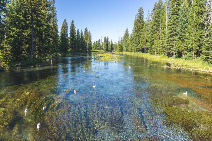 crystal clear water of a mountain spring