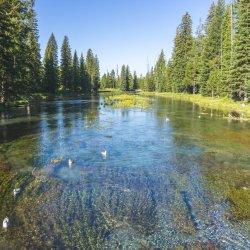 crystal clear water of a mountain spring