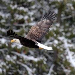 bald eagle flying