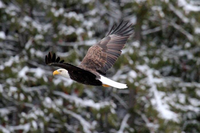 bald eagle flying