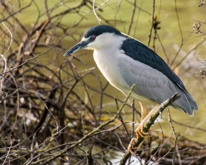 black and white bird on a branch