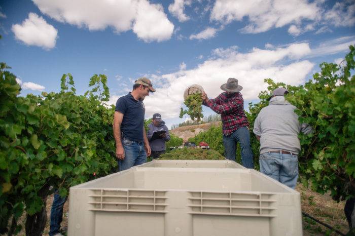 men dumping grapes into a bin at a vineyard.