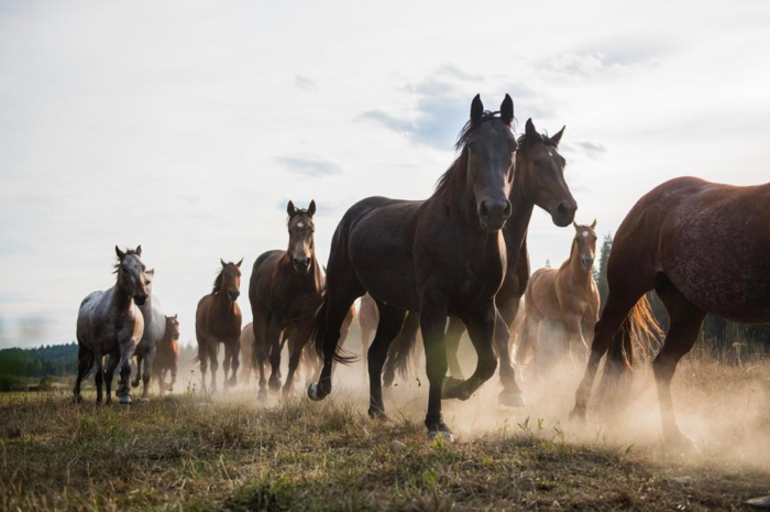 10 #VisitIdaho Photos From June That Will Have You Dreaming of a Never-Ending Summer