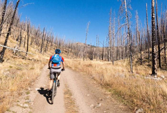 mountain biker riding through trees