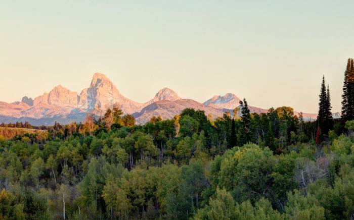 trees with mountains in background.