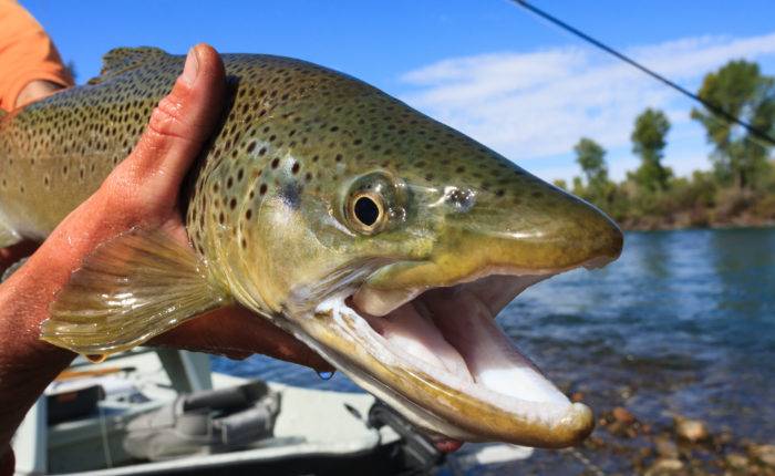 brown trout