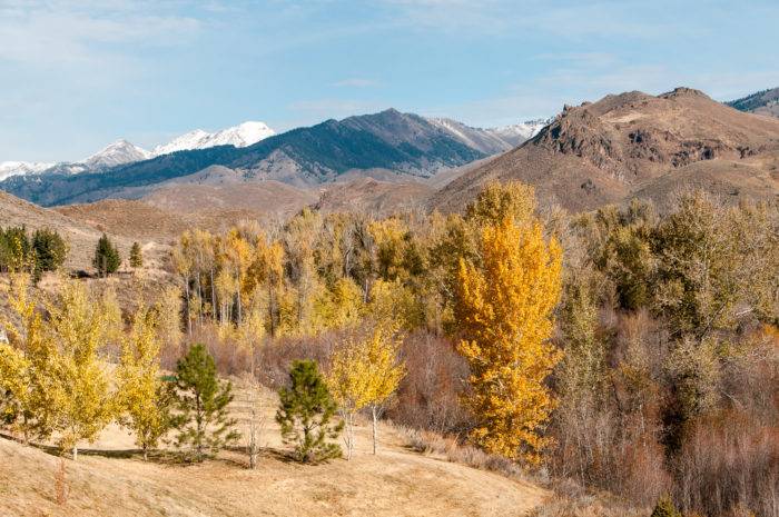 A look into colorful autumn trees as mountains rise in the distance in Sun Valley. 