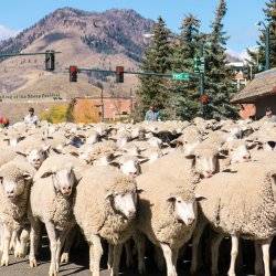 herd of sheep on street