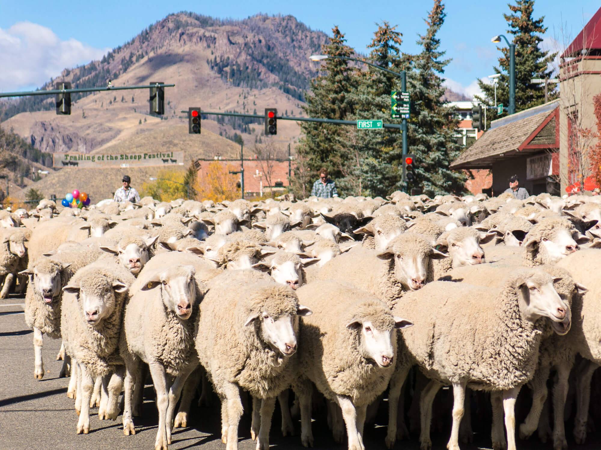 herd of sheep on street