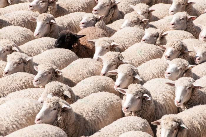 herd of sheep