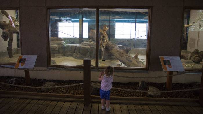 child in front of monkey exhibit