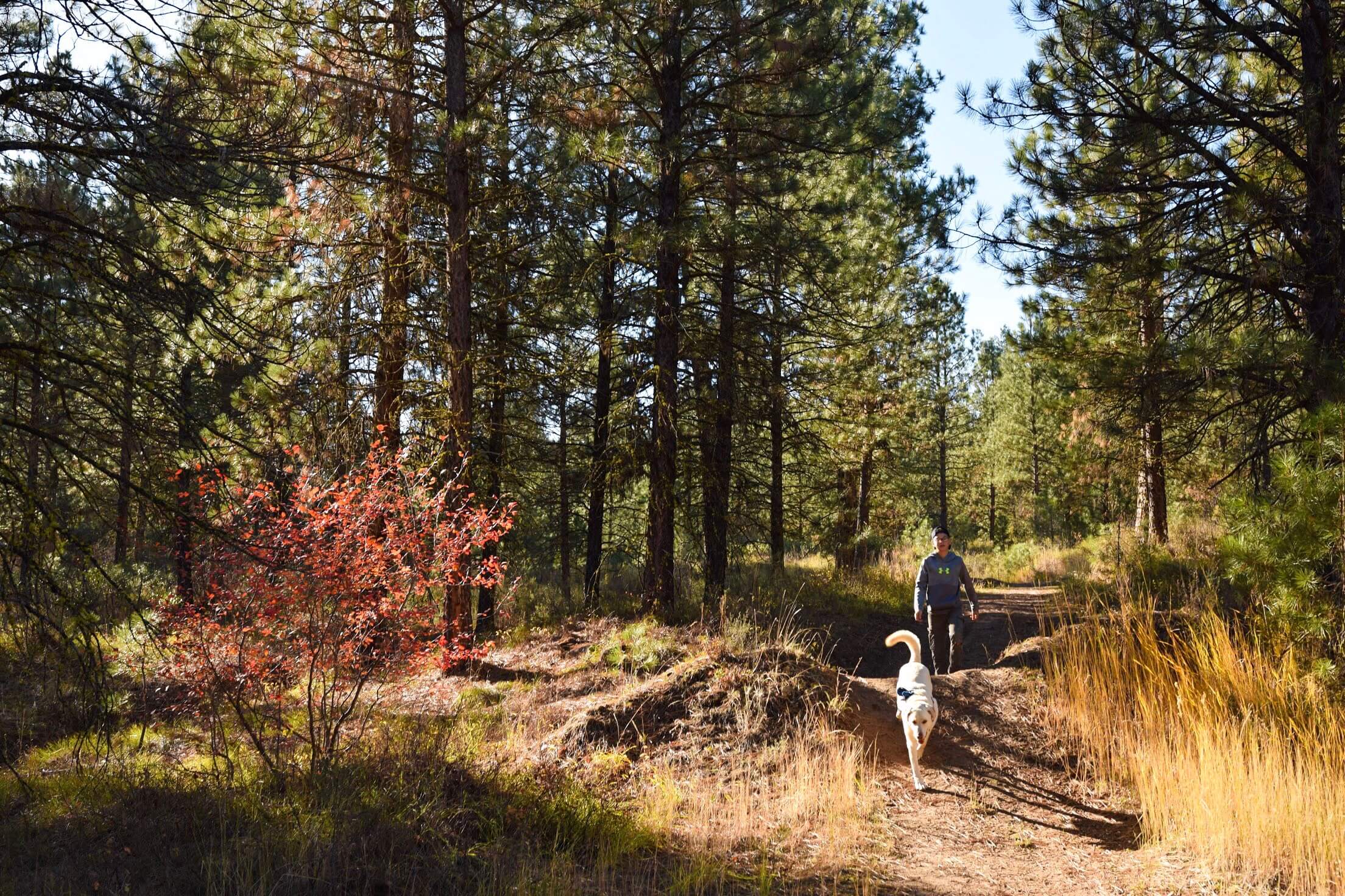 A man and his dog hiking in a forested area at Charcoal Gulch.