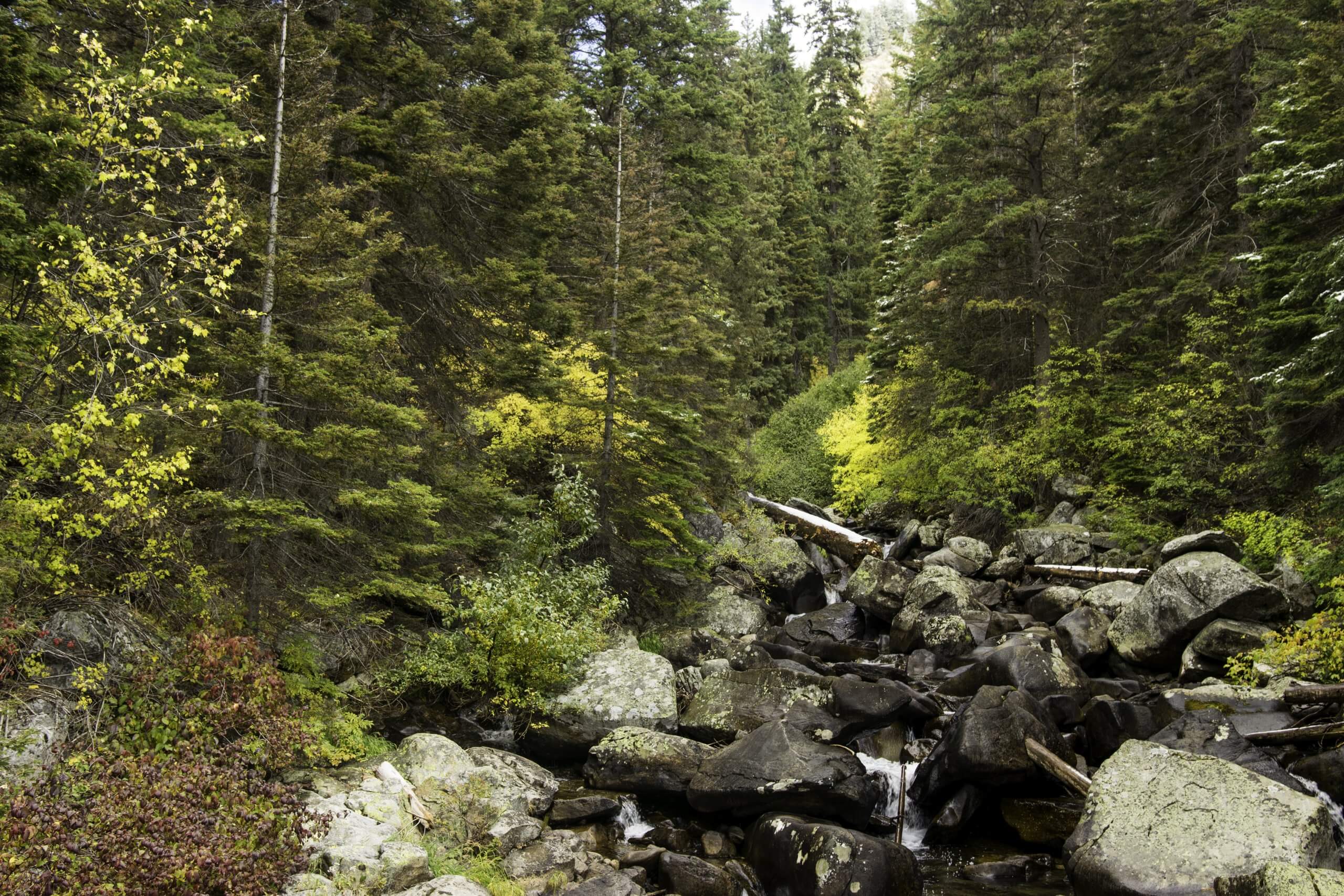 Water running through rocks surrounded by large trees at Goose Creek Falls.