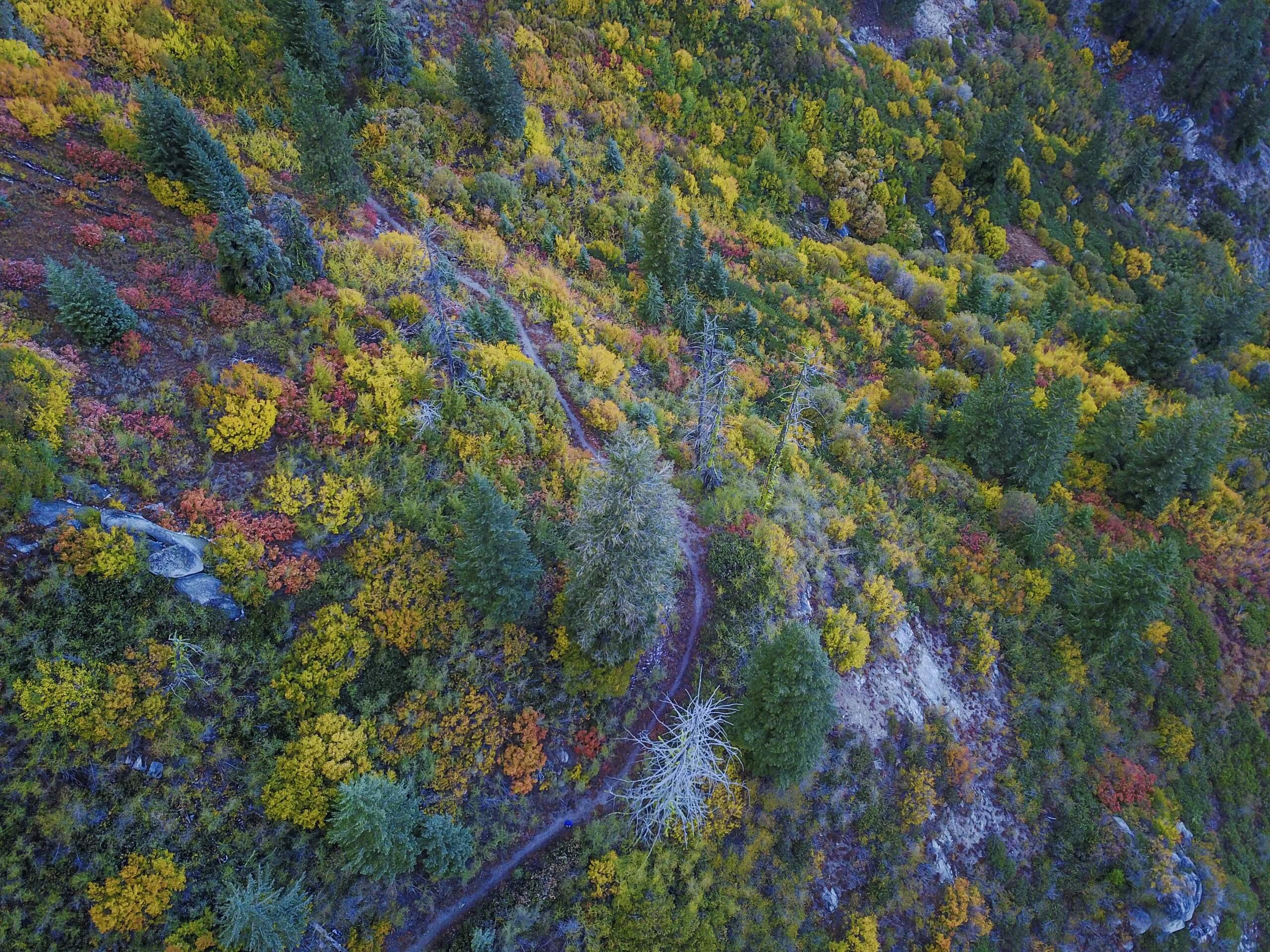 Fall Foliage at Bogus Basin.