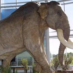 mammoth museum exhibit