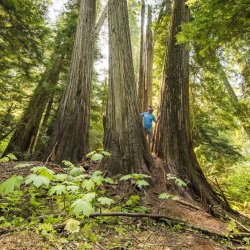 A man in a blue shirt and baseball cap peers out of a gathering of towering cedar trees.