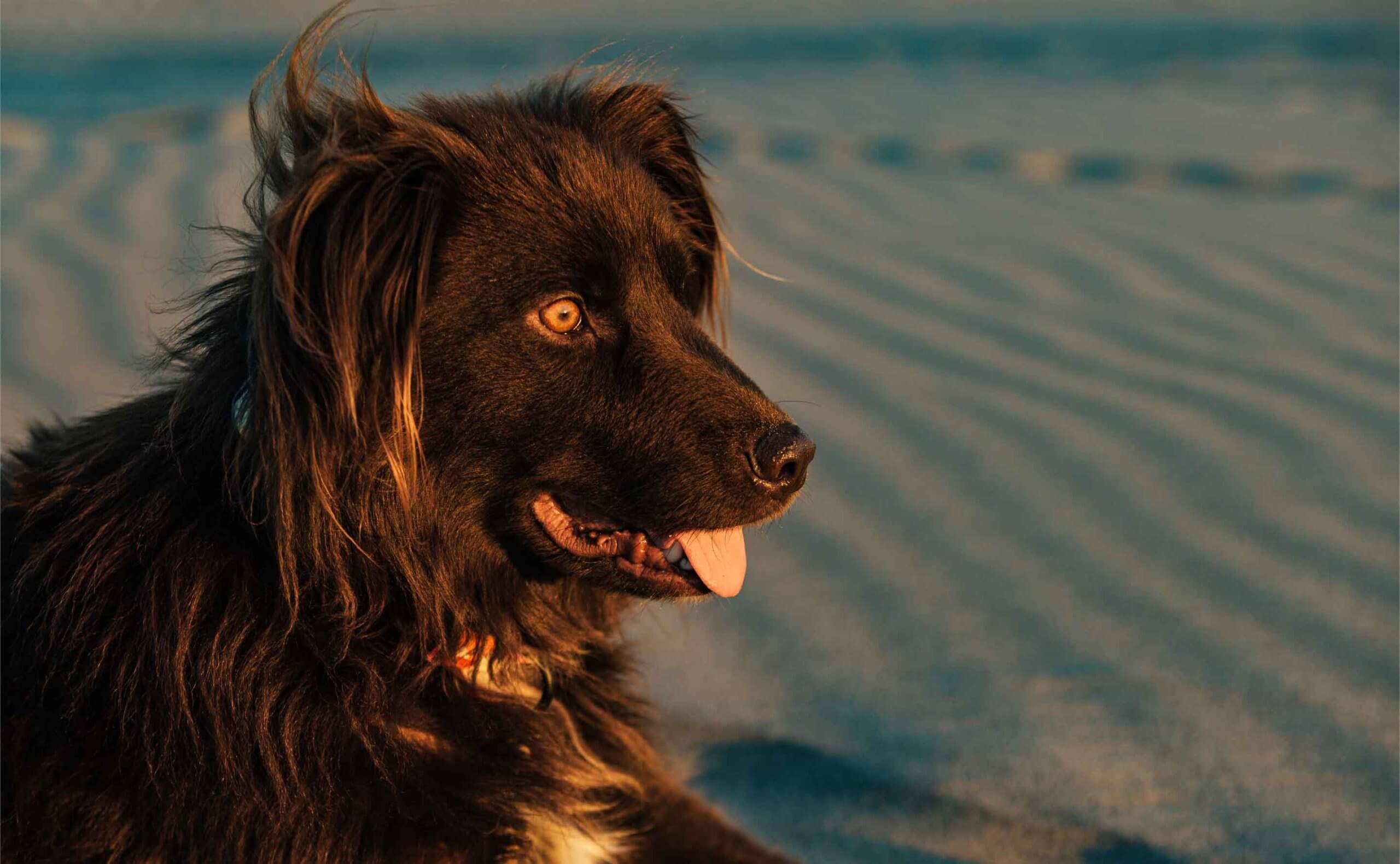 A dog wags his tongue at the St. Anthony Sand Dunes.