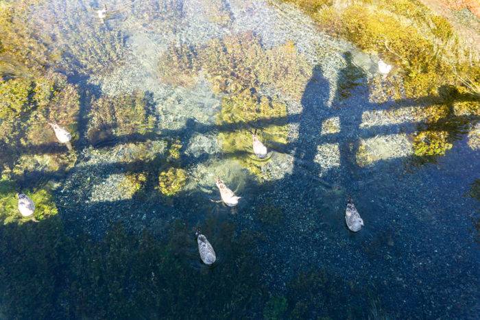 water with birds