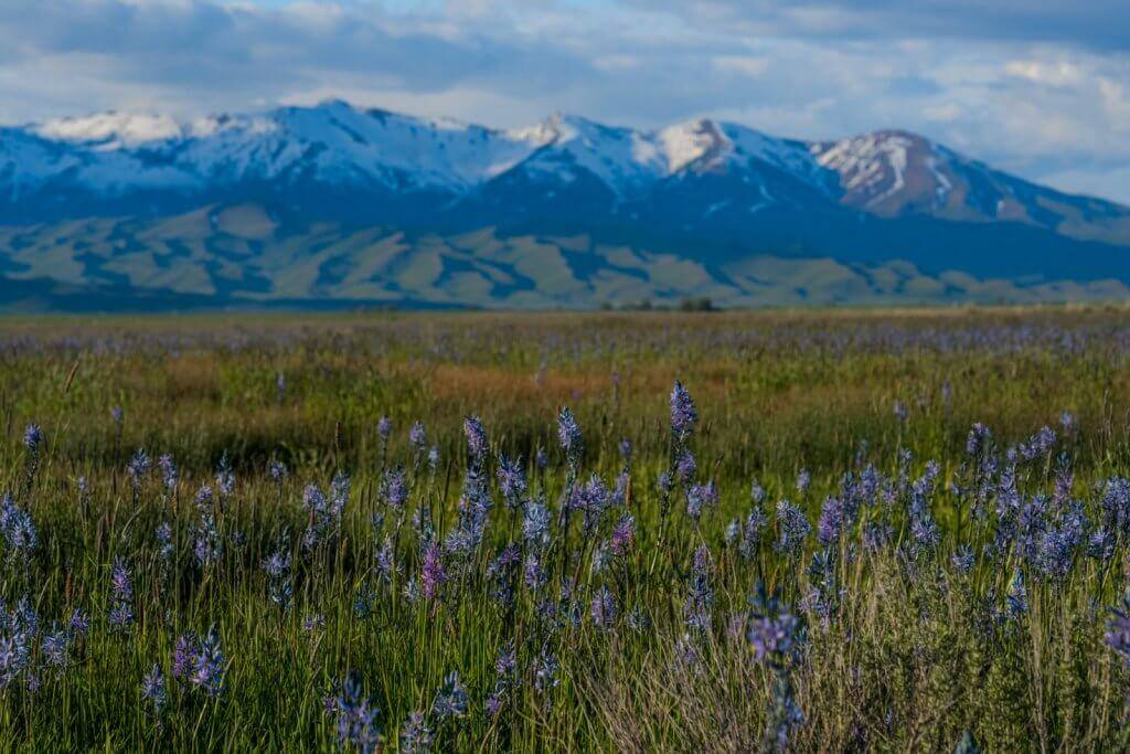 A view of purple wildflowers swaying in Camas Prairie, snowcapped mountain peaks reaching the clouds in the distance.