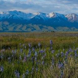 wildflowers