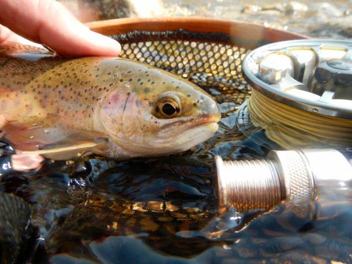 fish next to a net and rod