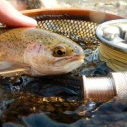 fish next to a net and rod