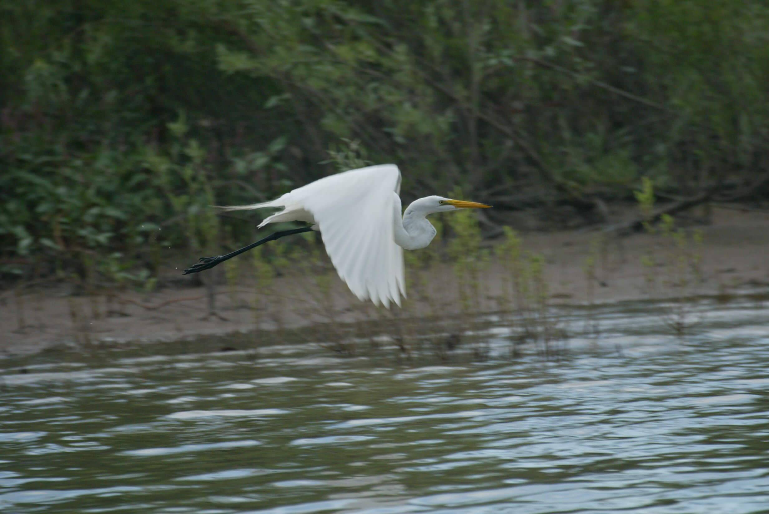 HERON FLYING OVER WATER