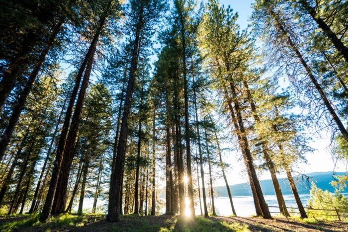 trees at sunset